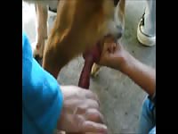 women stare at beagle dick [ Hard Animal Porn DVD ]