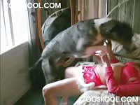 Zooskool: Homemade Beastiality Porn knotty christmas tail [ Free Animal Porn DVD ]