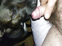 Dog playing with my small cock