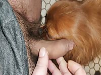 Reason why I don't charge for pet sitting