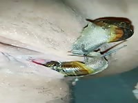  My pet snails licking and fucking me