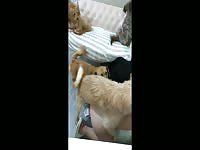 Chinese girl fall in love with dogs gangbang her