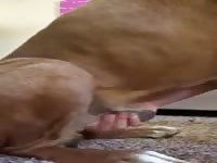 Girl jerks dogs cock 