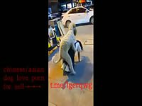 Chinese teen girl FUCKed with a dog in square