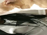 Dog compilation 