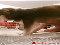 Teen suck 2 dogs