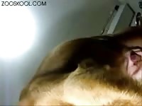 Hairy pussy of fat whore receives dog creampie