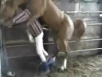 Gay farm caretaker having horse sex
