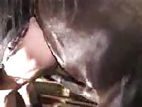 Gay animal anal sex with horse