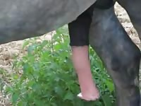 Big horse dick got erected in animal xxx