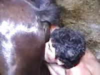 Gay eating the pussy and ass of a horse xxx
