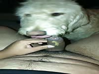 Young teen let&rsquo;s parents dog lick cock