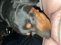 dog licks fat pussy