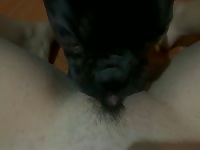 Dog lick