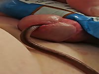 Worm 