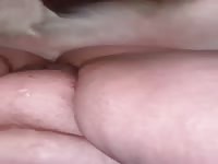 Dog knotting 
