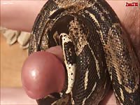 Snake coiling human penis to cumming 