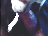 Lickjob from little dog