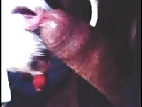Lickjob from little dog