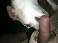 Dog blowjob Lickjob 