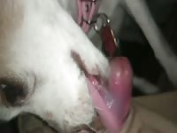Lick job licking 