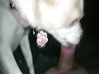 Dog Lick dick