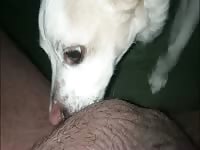 Dog eating ass 