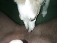 Dog eating ass 