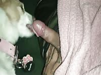 Female Dog loving licking dick