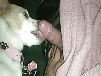 Female Dog loving licking dick