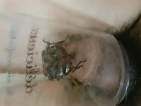 Cicada and penis