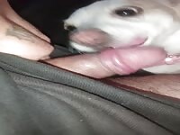 Lil dog can't resist 