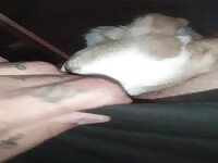 Lil dog can't resist 