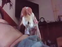 My Lil Dog loves cock 