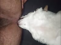Rimjob By dog