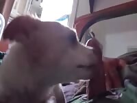 Dog Licking Cock