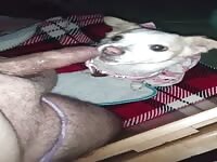 My dog Licking my cock 