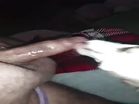My dog Licking my cock 