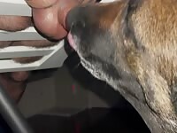 Dog licks thick cock from glory hole Fartsam