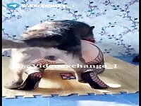 New dog video 