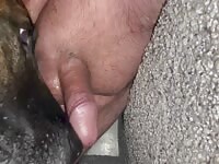 Neighbors dog licks cock and balls clean of cum