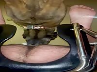 Puppy licks dick, balls and asshole until explosive cum 