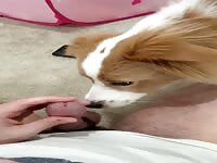 letting the pup try cock for the first time in secret