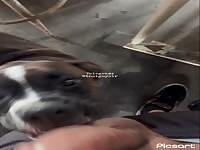 Excited puppy gets first lick lesson