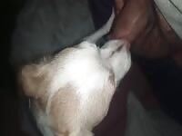 My lil Perra licking her best 