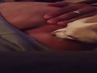Dog rimming my ass