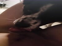 Dog licks tell cum