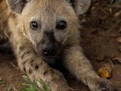 Hyenalover