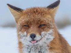 Foxgames522