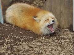 Theredfox